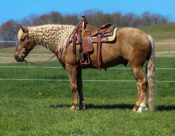 trail-quarter-horse