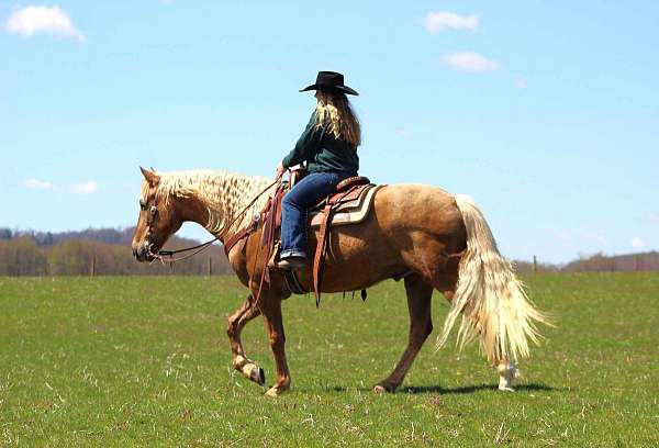 husband-safe-quarter-horse