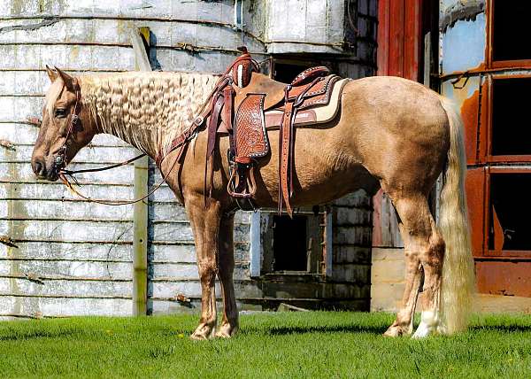 athletic-quarter-horse