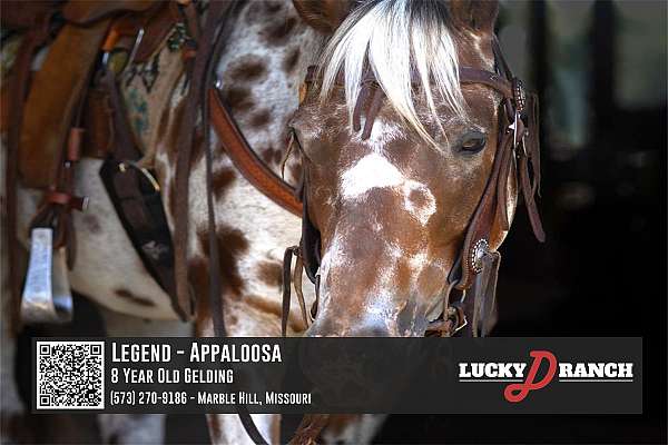 adults-appaloosa-horse