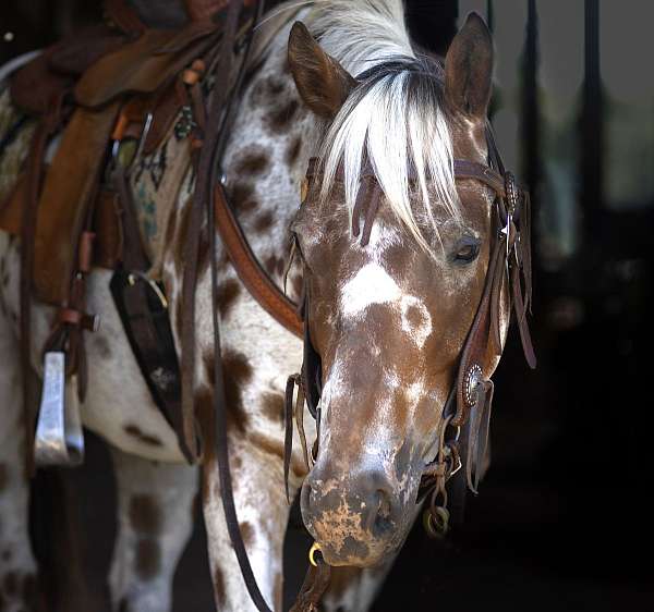 creeks-appaloosa-horse