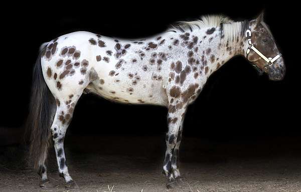 done-it-all-appaloosa-horse