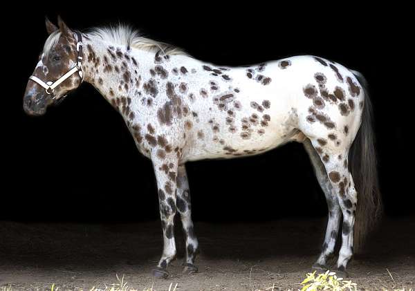 flashy-gelding-appaloosa-horse