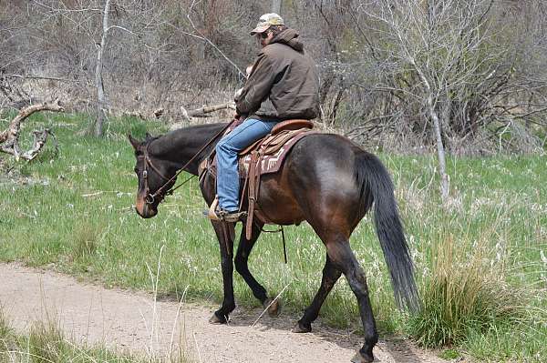 see-pics-horse