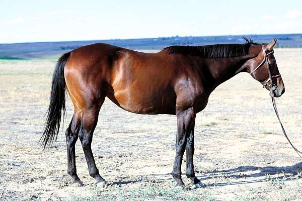 trail-thoroughbred-horse