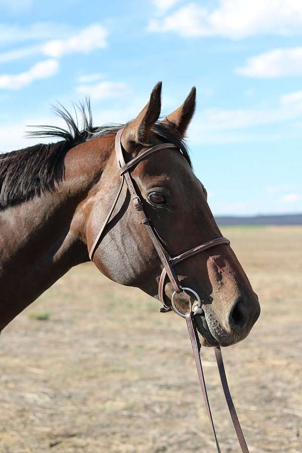 eventing-thoroughbred-horse