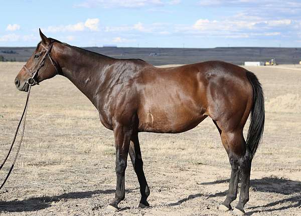 dressage-thoroughbred-horse