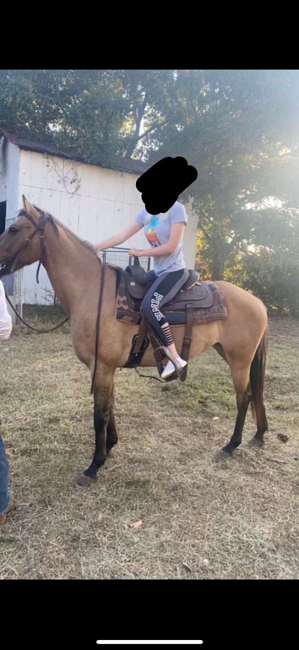 dun-experienced-halter-horse