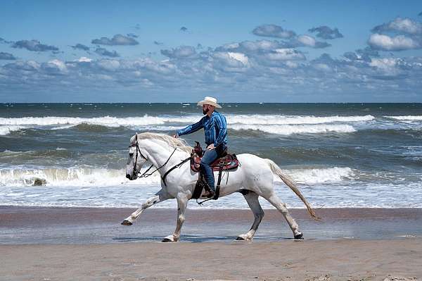 barrel-paint-percheron-horse