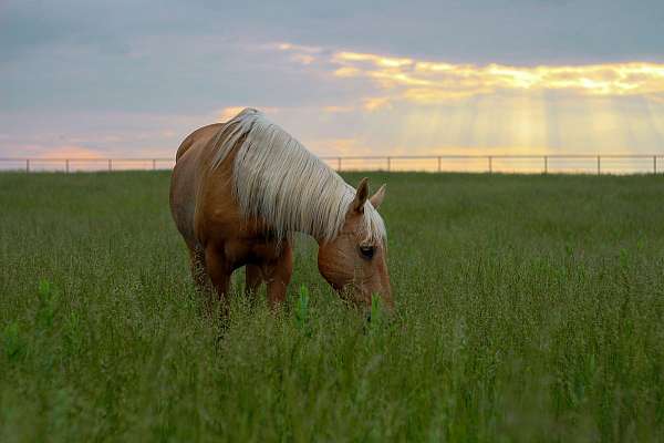 catches-missouri-fox-trotter-horse