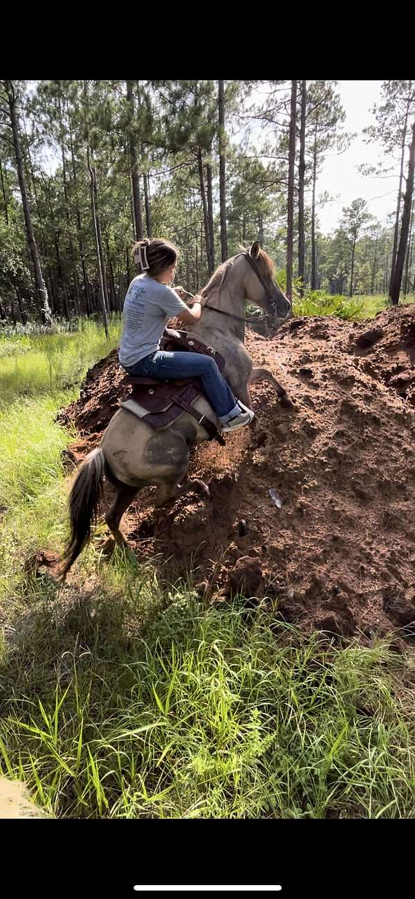 quarter-pony-for-sale