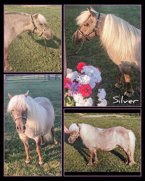 silb-miniature-mare