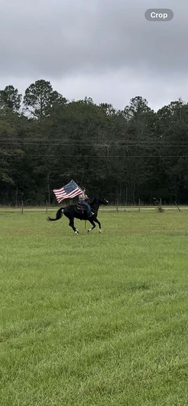 kid-safe-tennessee-walking-horse