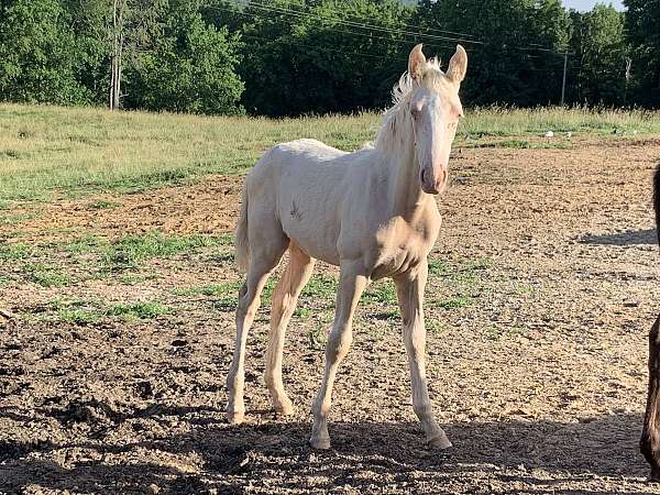 tennessee-walking-foal