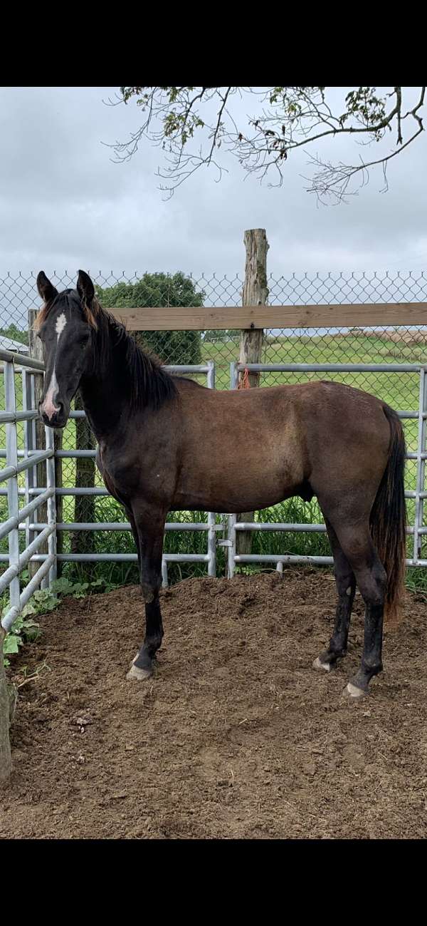 black-twhbea-gelding-yearling