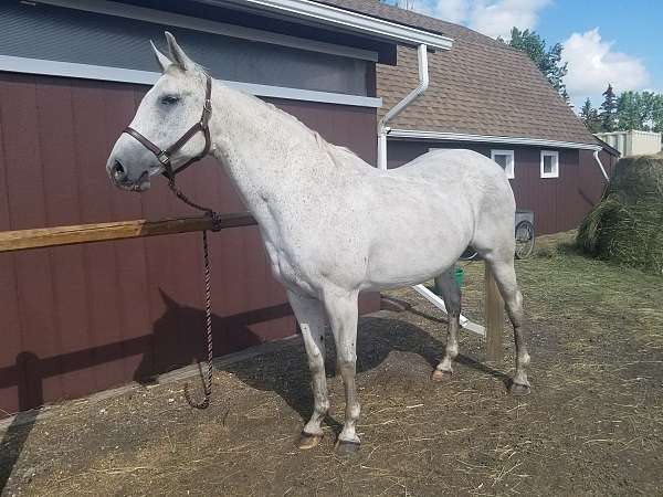 cwhba-dutch-warmblood-horse