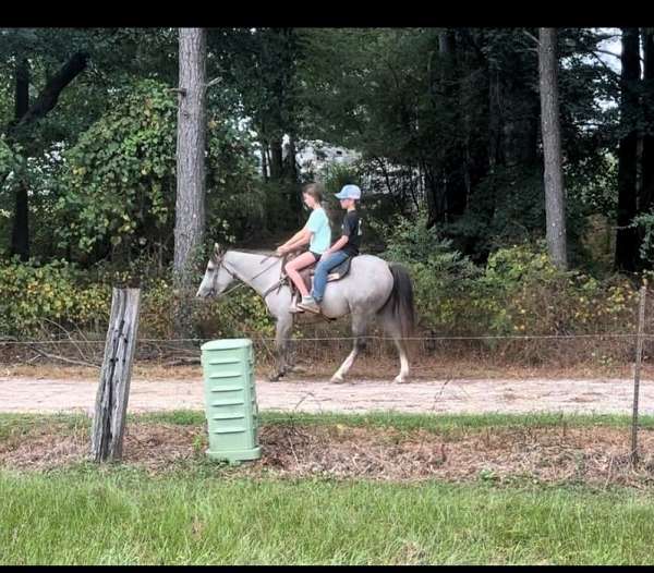 grey-3-white-blaze-face-pony