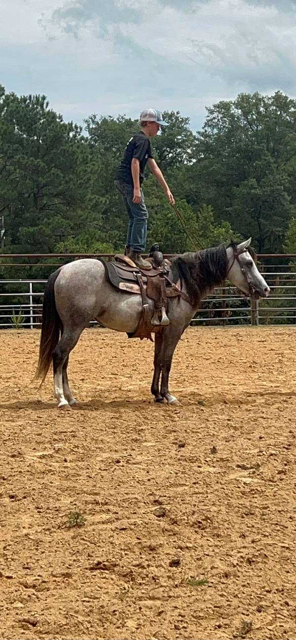 gentle-trail-pony