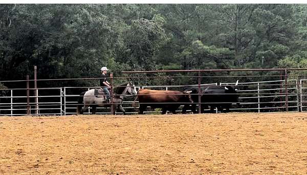 trail-ridden-pony