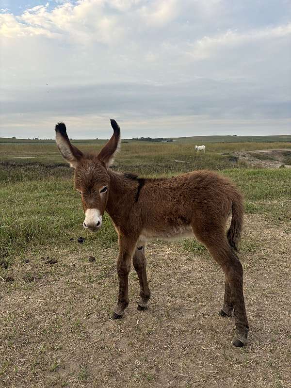 17-hand-donkey-foal