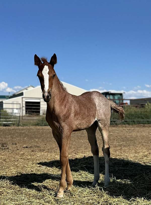 creek-filly