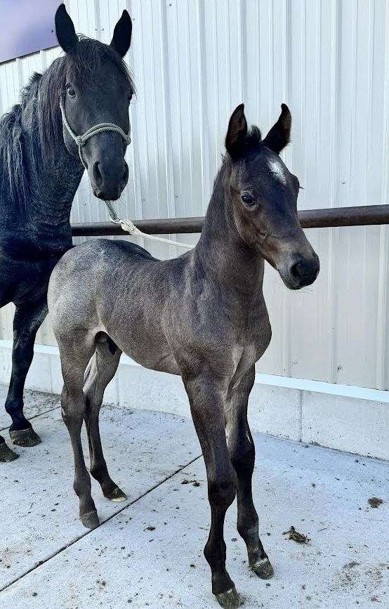 rope-horse-colt