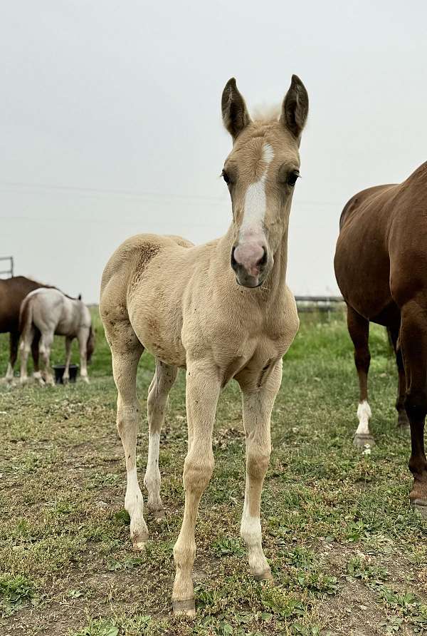 ranch-horse-palomino-quarter