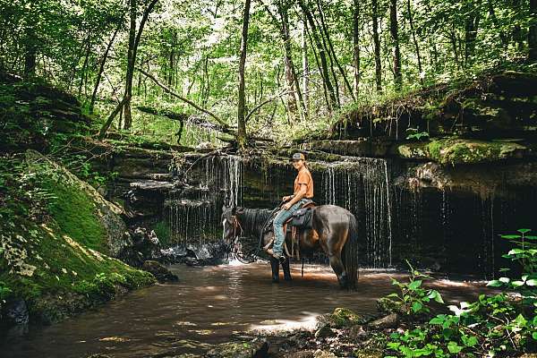 cross-tennessee-walking-thoroughbred-horse