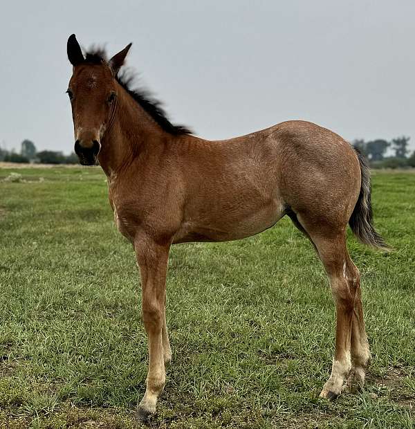 reined-cow-horse-filly