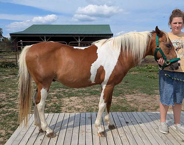 paint-gelding