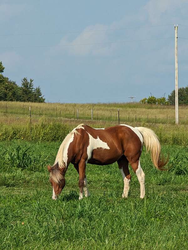 paint-pony-gelding