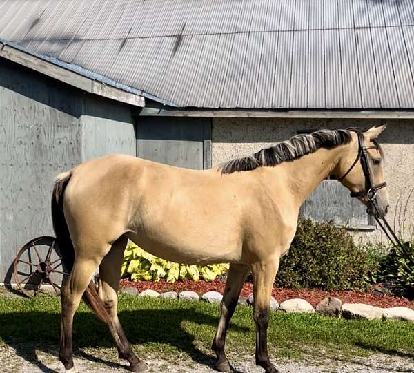 dunskin-dressage-pony