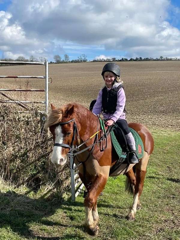 12-hand-welsh-cob-gelding