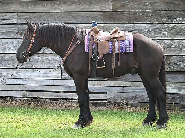 appointment-percheron-horse