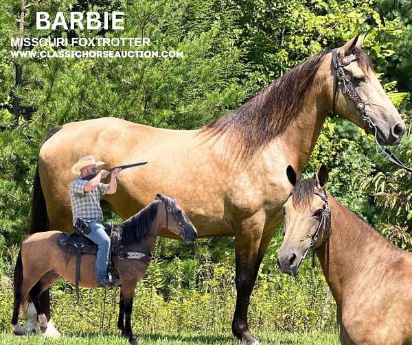 dappled-buckskin-missouri-fox-trotter-horse