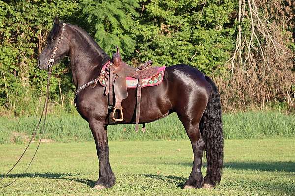 all-around-friesian-horse