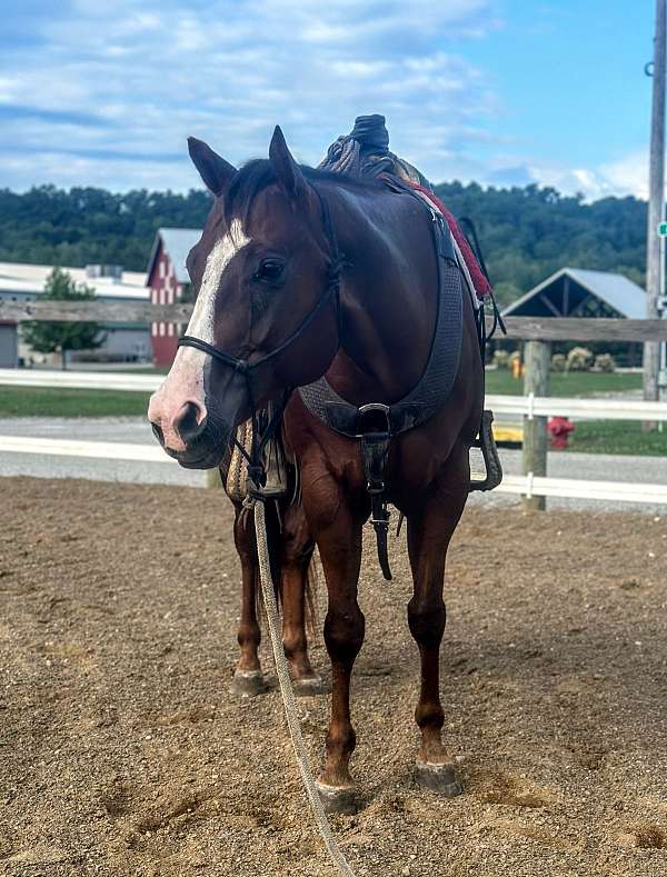 quarter-horse-for-sale