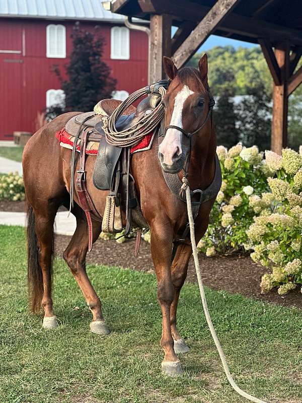 quarter-horse-gelding