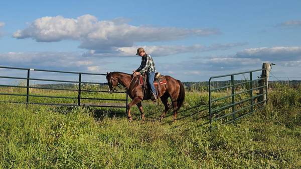 beginner-gelding