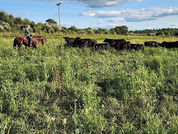 ranch-gelding