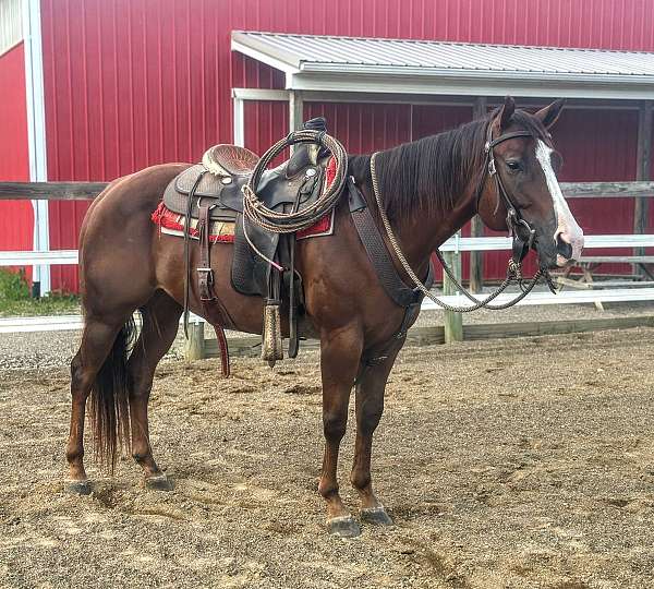 ranch-work-gelding