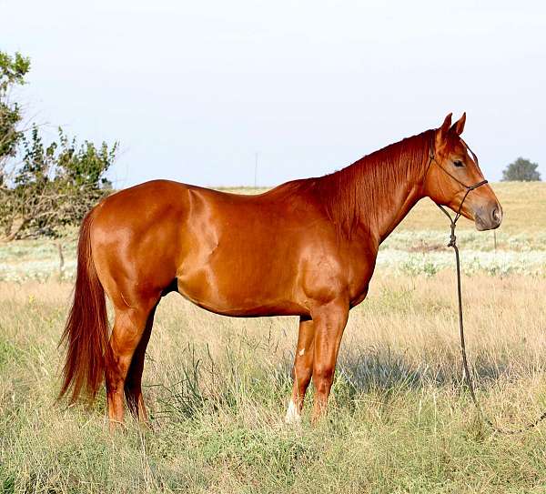 all-around-quarter-horse