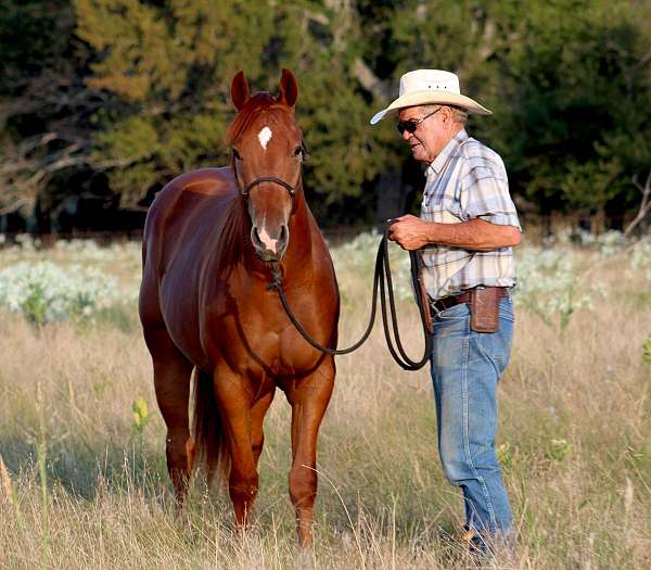 athletic-quarter-horse