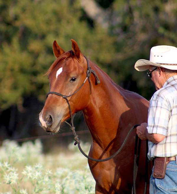 cowboy-mounted-shooting-quarter-horse