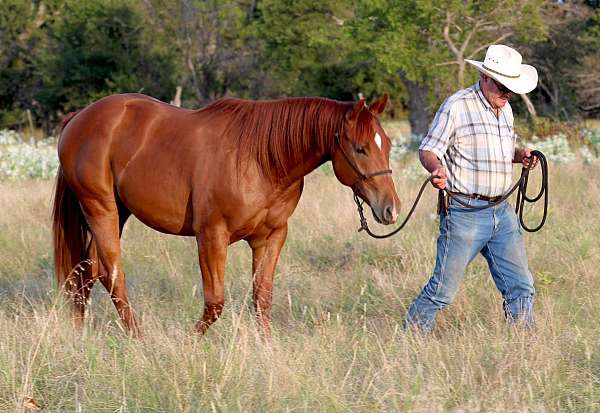 pack-quarter-horse