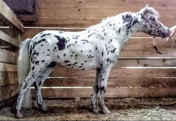 stallion-appaloosa-spotted-horse