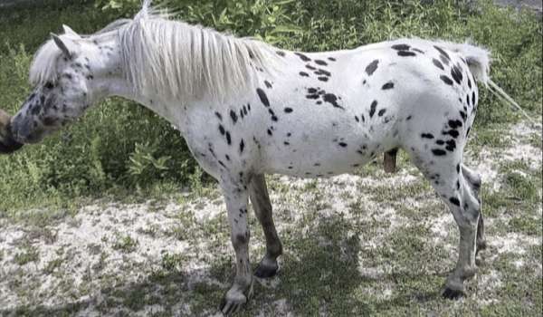 show-appaloosa-spotted-horse