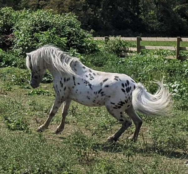 black-appaloosa-spotted-horses-for-sale