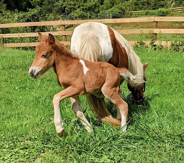 appaloosa-spotted-stallion