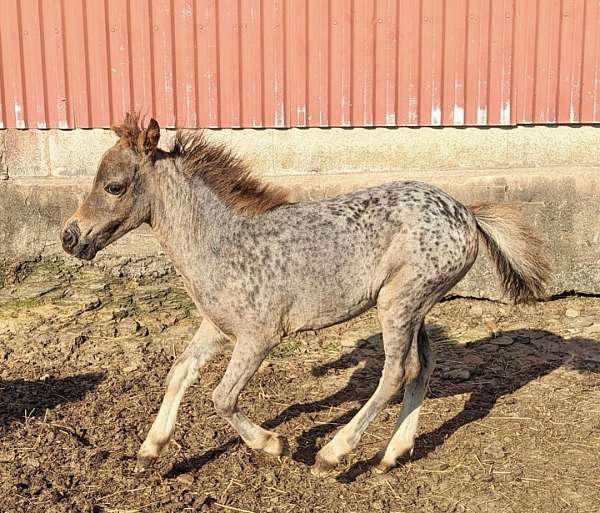 appaloosa-spotted